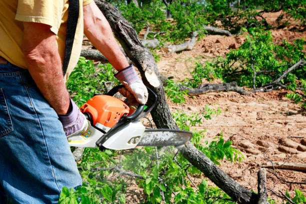 Best Hedge Trimming  in Rayre, MO